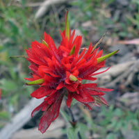 Castilleja Flower seeds for Planting - Seasonal Bloomer, Heirloom & GMO Free Seeds for Home Garden