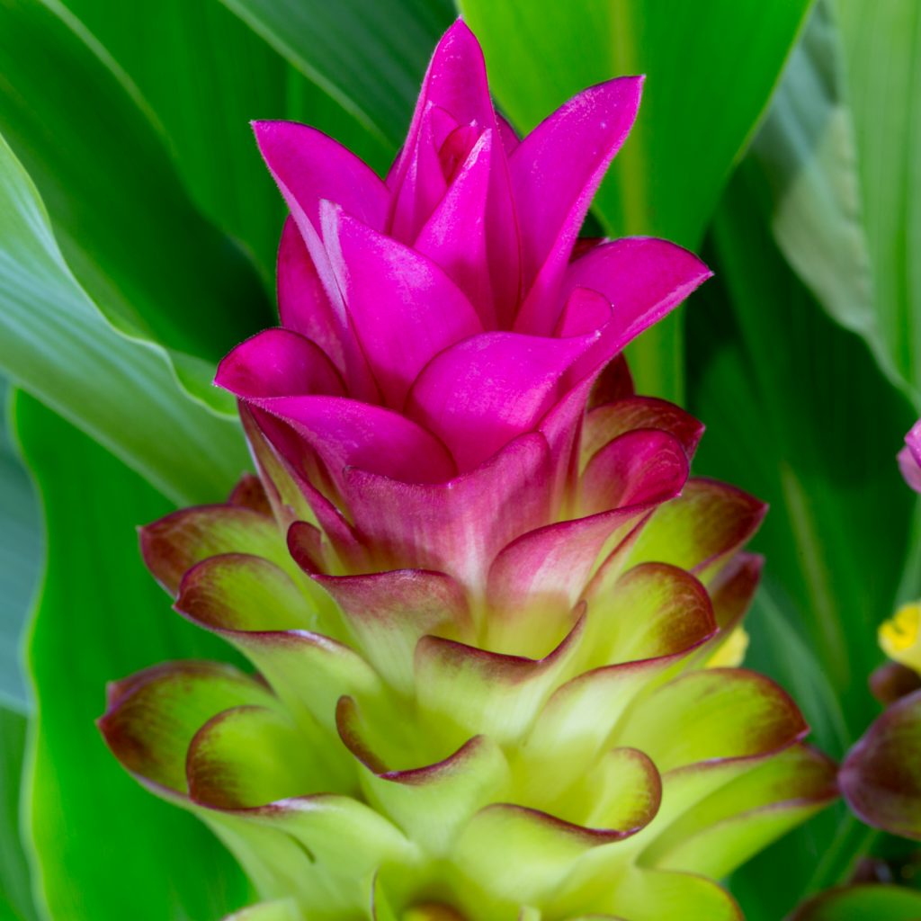 Pink Rhizoma Curcuma Flower seeds for Planting Shade Tolerant Heirloom & GMO Free Seeds for Home Garden 
 
 Sale