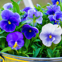 Pansy Flower seeds for Planting Cut Flower Favorite Heirloom & GMO Free Seeds for Home Garden