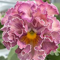 Double Pansy Rococo Flower seeds for Planting Cut Flower Favorite Heirloom & GMO Free Seeds for Home Garden