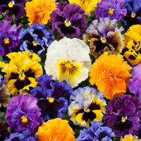 Orange Frizzle Sizzle Flower seeds for Planting - Perfect for Borders, Heirloom & GMO Free Seeds for Home Garden