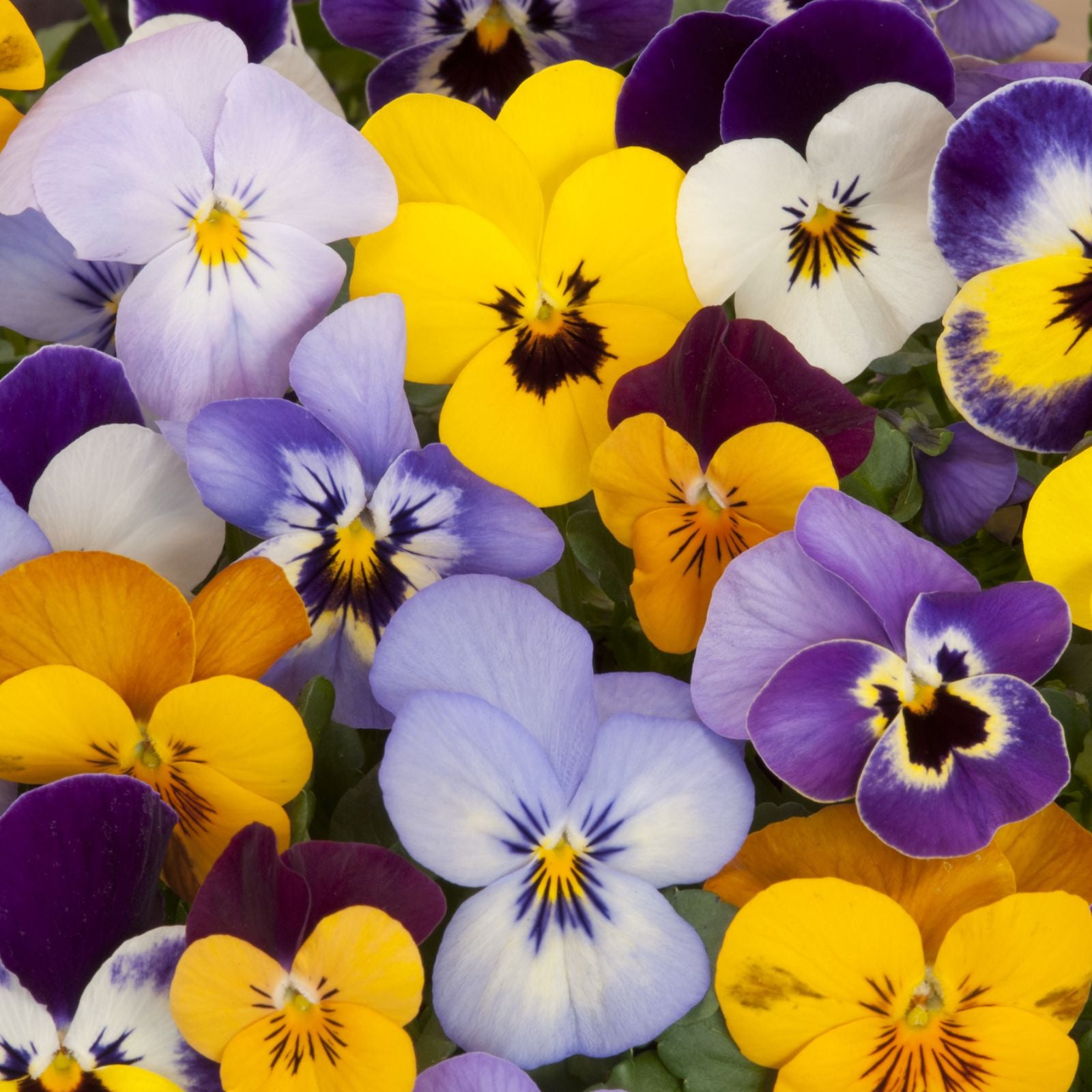 Mix Pansy Flower seeds for Planting - Premium Quality, Heirloom & GMO Free Seeds for Home Garden