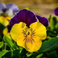 Pansy Flower seeds for Planting - Perfect for Borders, Heirloom & GMO Free Seeds for Home Garden