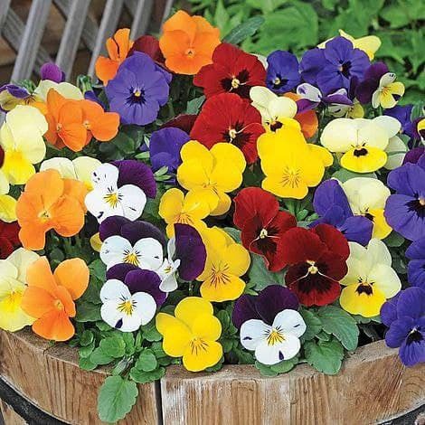 Mixed Colors Pansy Flower seeds for Planting - Sun Loving, Heirloom & GMO Free Seeds for Home Garden