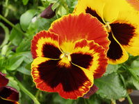 Pansy Swiss Flower seeds for Planting Pollinator Friendly Heirloom & GMO Free Seeds for Home Garden