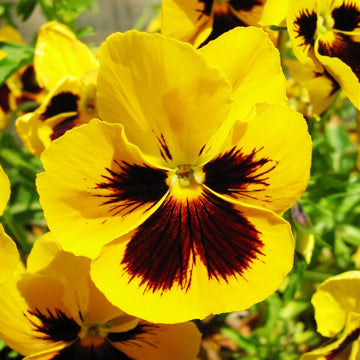Tricolor Pansy Flower seeds for Planting - Cut Flower Favorite, Heirloom & GMO Free Seeds for Home Garden