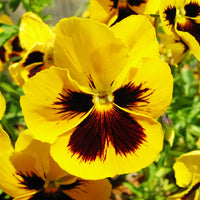 Pansy Flower seeds for Planting - Perfect for Borders, Heirloom & GMO Free Seeds for Home Garden