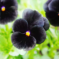 Black pansy Flower seeds for Planting - Drought Tolerant, Heirloom & GMO Free Seeds for Home Garden