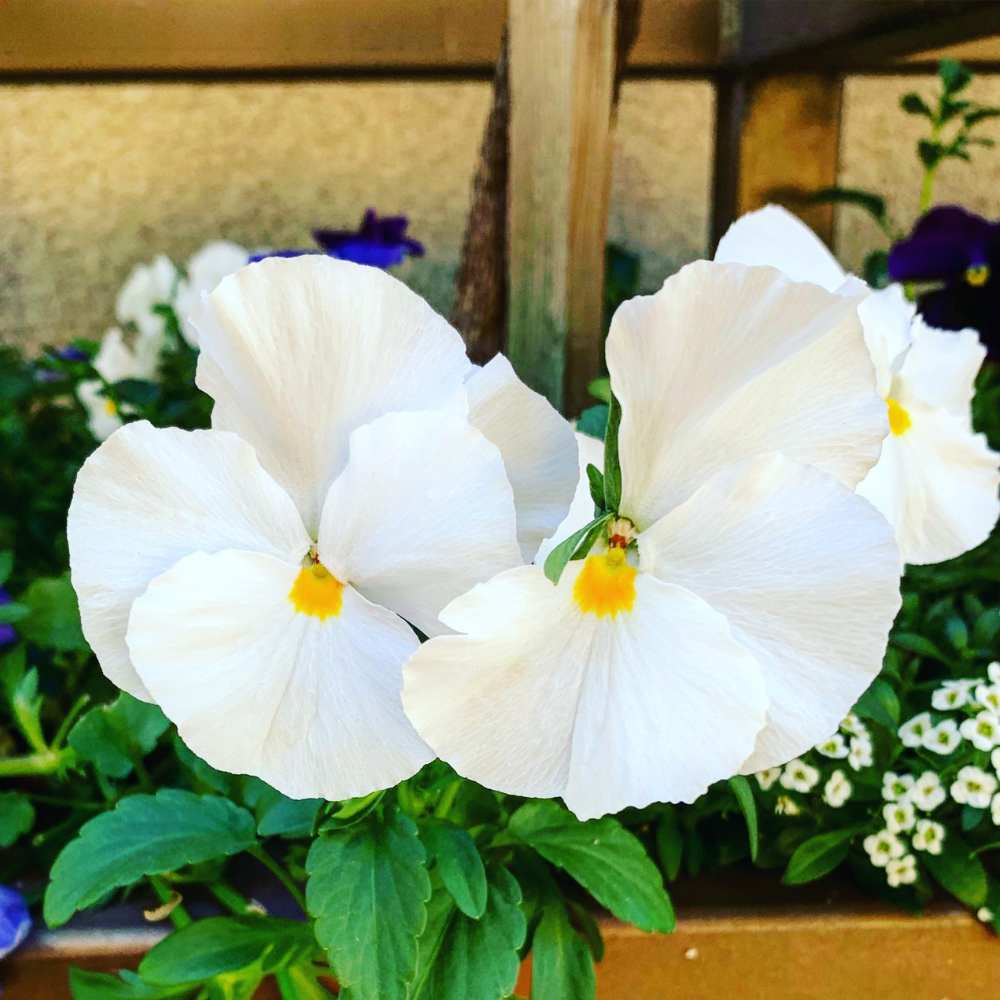 White Pansy Flower seeds for Planting Wildflower Mix Heirloom & GMO Free Seeds for Home Garden
 
 Sale