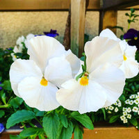 White Pansy Flower seeds for Planting Wildflower Mix Heirloom & GMO Free Seeds for Home Garden
 
 Sale