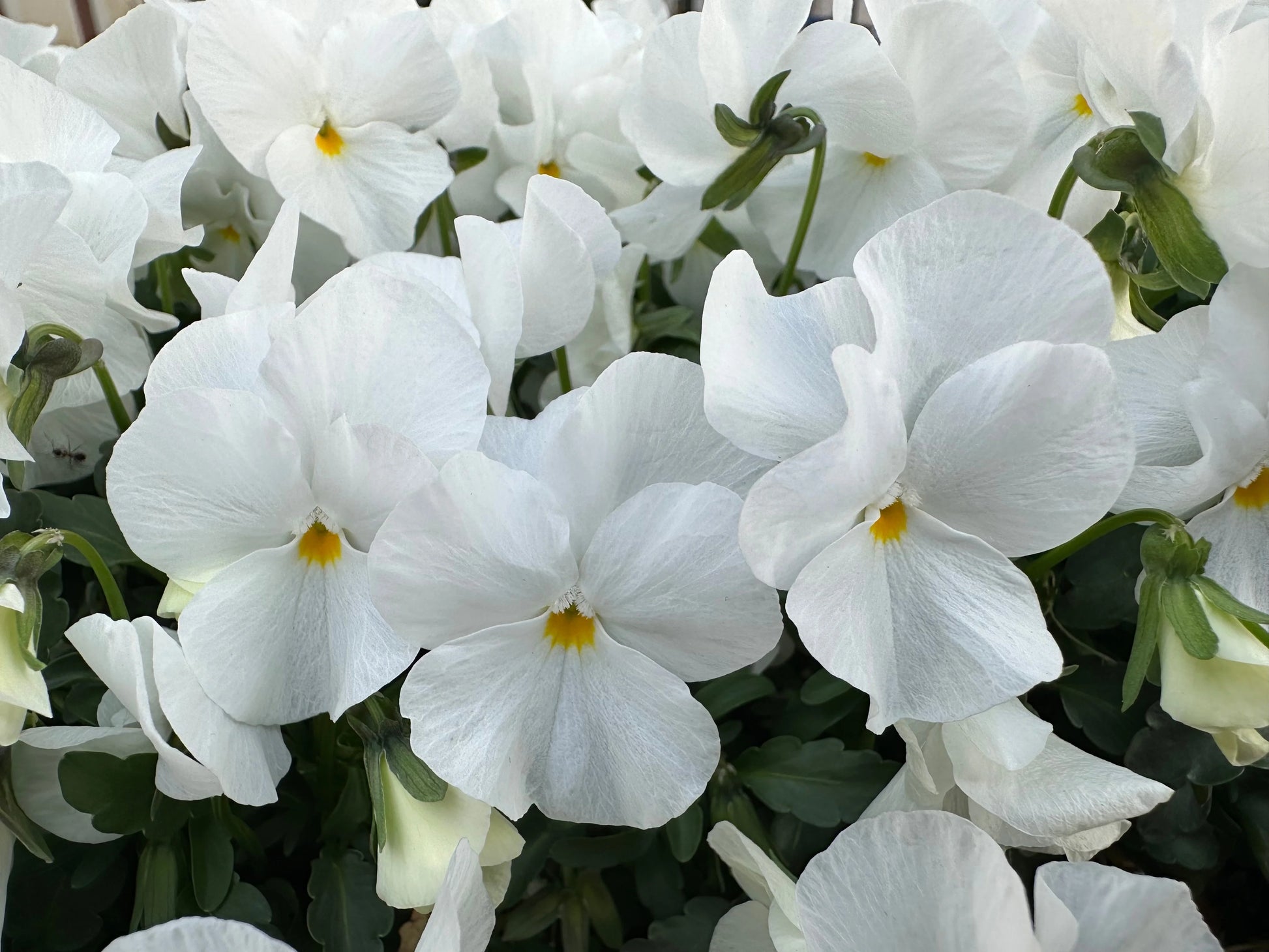 White Pansy Flower seeds for Planting - Compact Growth, Heirloom & GMO Free Seeds for Home Garden
