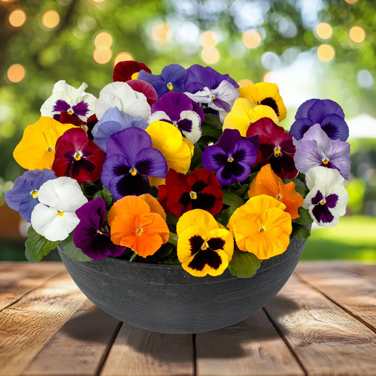 Mix Pansy Flower seeds for Planting - Premium Quality, Heirloom & GMO Free Seeds for Home Garden
