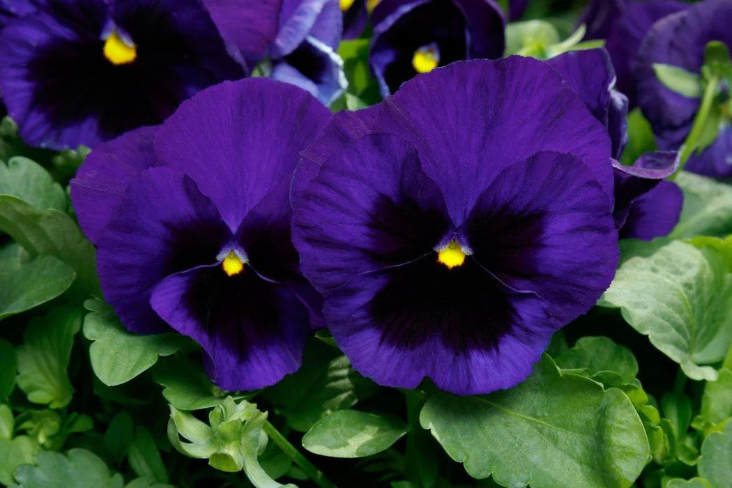 Deepblue Pansy Flower seeds for Planting - Fragrant Blossoms, Heirloom & GMO Free Seeds for Home Garden