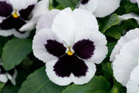 White & Black Pansy Flower seeds for Planting - Perfect for Borders, Heirloom & GMO Free Seeds for Home Garden