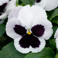 White Black Pansy Flower seeds for Planting Hardy Variety Heirloom & GMO Free Seeds for Home Garden 
 
 Sale