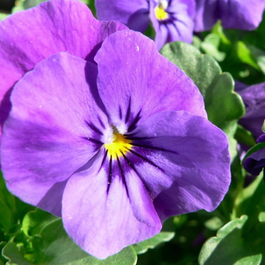 Pansy Purple Flower Seeds for Planting - Stunning Purple Blooms