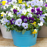 Mixed Pansy Swiss Flower seeds for Planting - Low Maintenance, Heirloom & GMO Free Seeds for Home Garden