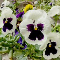 White Black Pansy Flower seeds for Planting Hardy Variety Heirloom & GMO Free Seeds for Home Garden 
 
 Sale