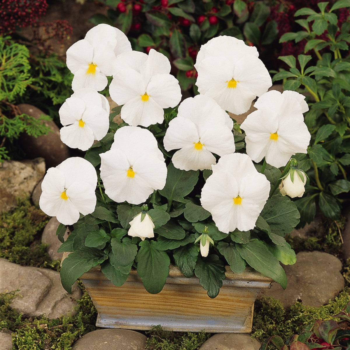 White Pansy Flower seeds for Planting - Compact Growth, Heirloom & GMO Free Seeds for Home Garden