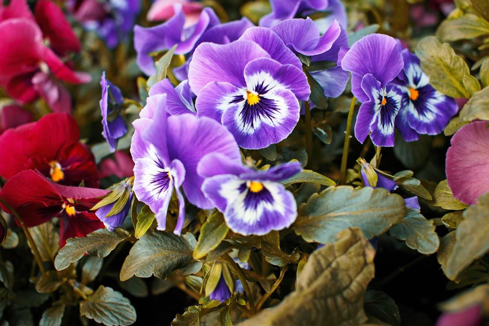 Pansy Flower seeds for Planting Bright Blooms Heirloom & GMO Free Seeds for Home Garden