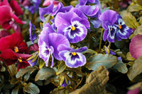 Pansy Flower seeds for Planting Bright Blooms Heirloom & GMO Free Seeds for Home Garden