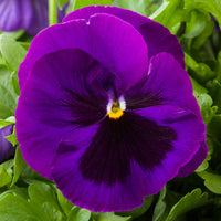Violet Pansy Flower seeds for Planting - Fragrant Blossoms, Heirloom & GMO Free Seeds for Home Garden