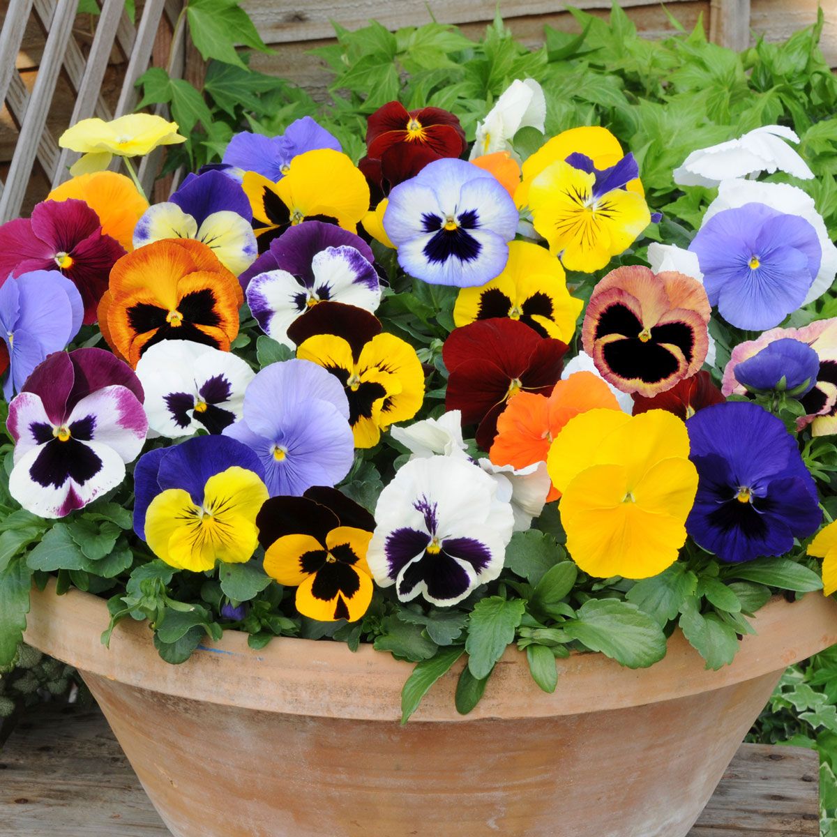 Mixed Pansy Perennial Flower seeds for Planting - Wildflower Mix, Heirloom & GMO Free Seeds for Home Garden