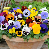 Bedding Flower seeds for Planting - Low Maintenance, Heirloom & GMO Free Seeds for Home Garden