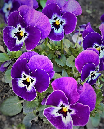 Purple Pansy Flower Seeds for Planting Easy to Grow Heirloom & GMO Free Seeds for Home Garden
 
 Sale