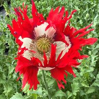 Red Yellow Danish Flag Flower seeds for Planting Vibrant Colors Heirloom & GMO Free Seeds for Home Garden 
 
 Sale