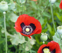 Mixed Somniferum Flower seeds for Planting Cut Flower Favorite Heirloom & GMO Free Seeds for Home Garden
 
 Sale