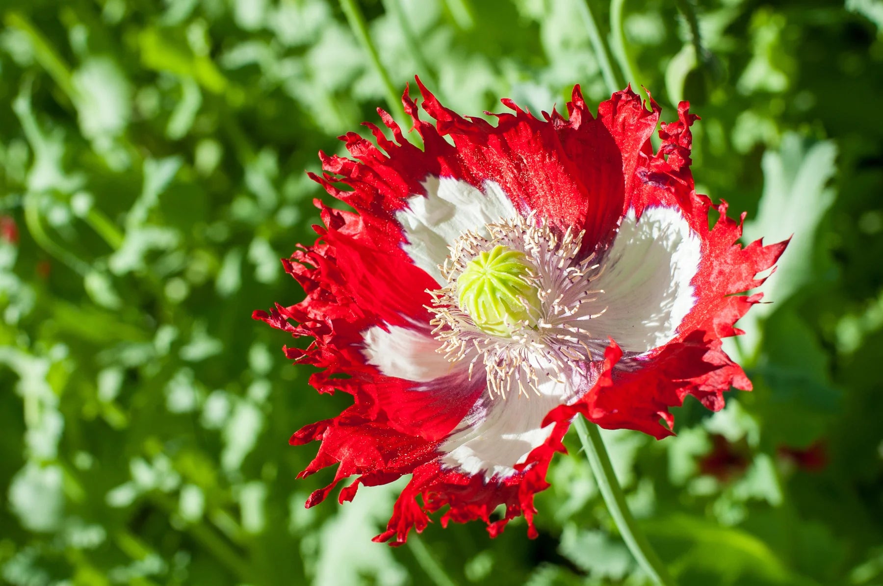 Danish Flower seeds for Planting Garden Favorite Heirloom & GMO Free Seeds for Home Garden