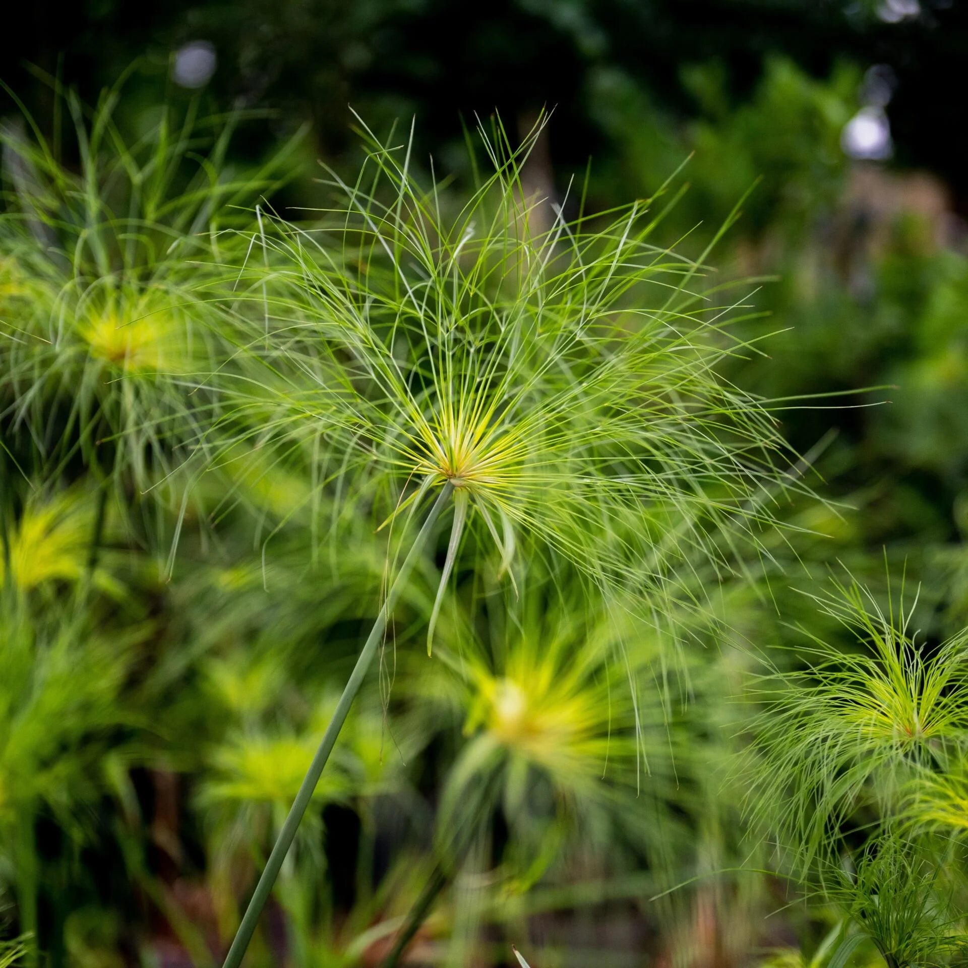 Green Cyperus Papyrus Flower seeds for Planting Wildflower Mix Heirloom & GMO Free Seeds for Home Garden 
 
 Sale
