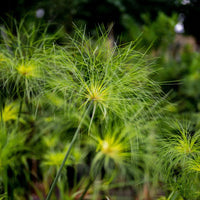 Green Cyperus Papyrus Flower seeds for Planting Wildflower Mix Heirloom & GMO Free Seeds for Home Garden 
 
 Sale