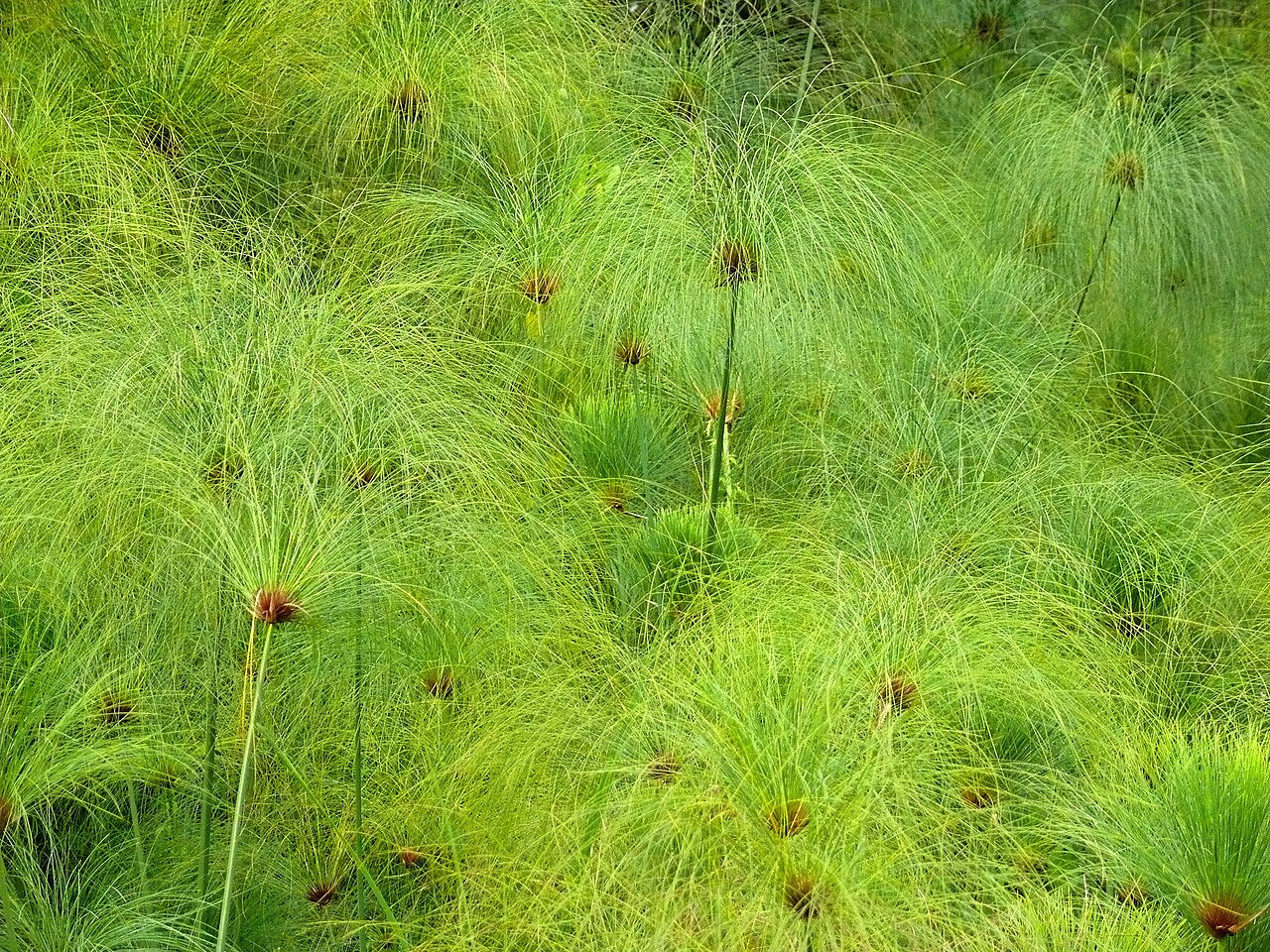 Green Cyperus Papyrus Flower seeds for Planting Wildflower Mix Heirloom & GMO Free Seeds for Home Garden 
 
 Sale