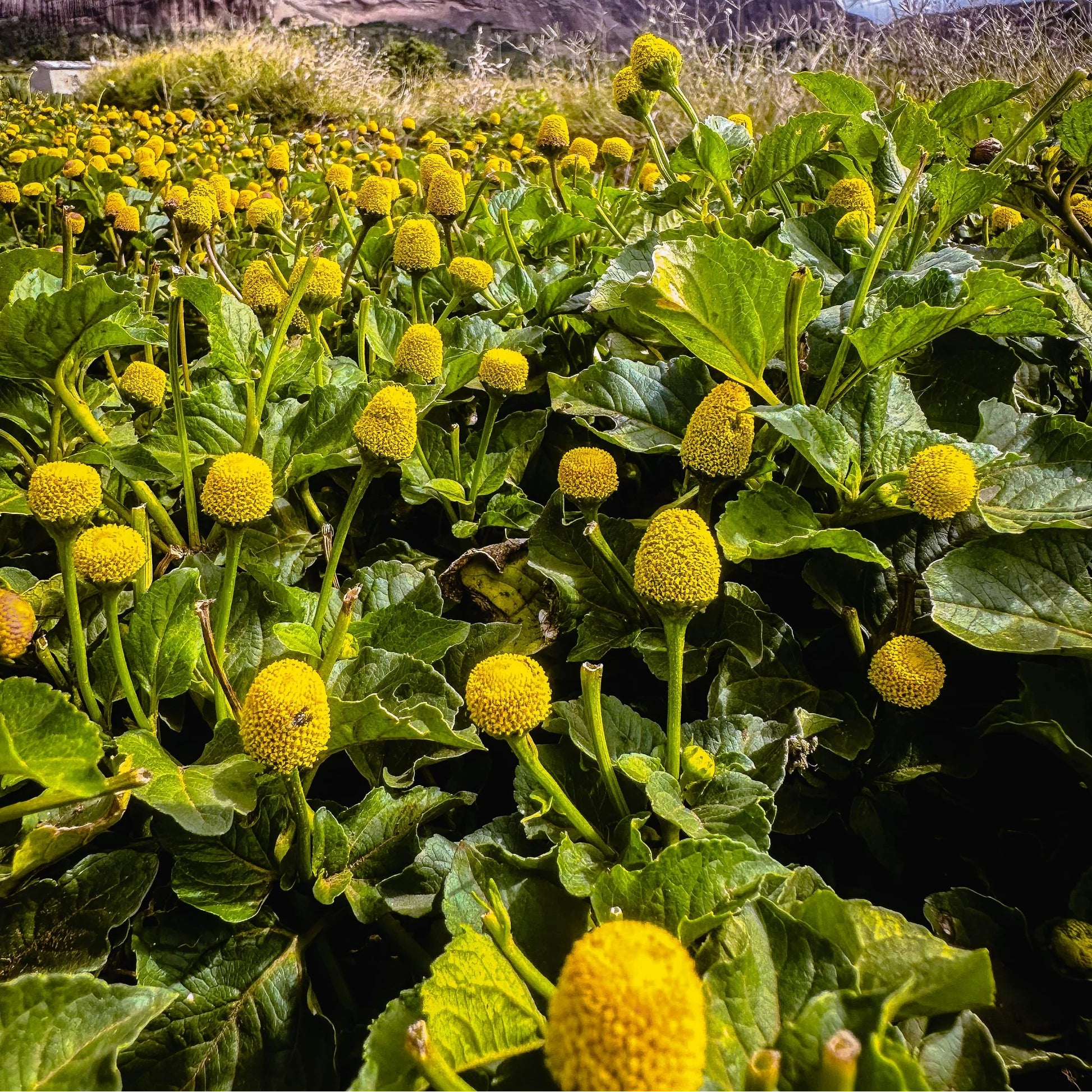 Yellow Acmella Oleracea Flower seeds for Planting - Shade Tolerant, Heirloom & GMO Free Seeds for Home Garden