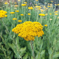 Achillea Flower seeds for Planting Compact Growth Heirloom & GMO Free Seeds for Home Garden