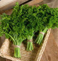 Parsley Flower Seeds – Heirloom Non-GMO for Cottage Garden Planting