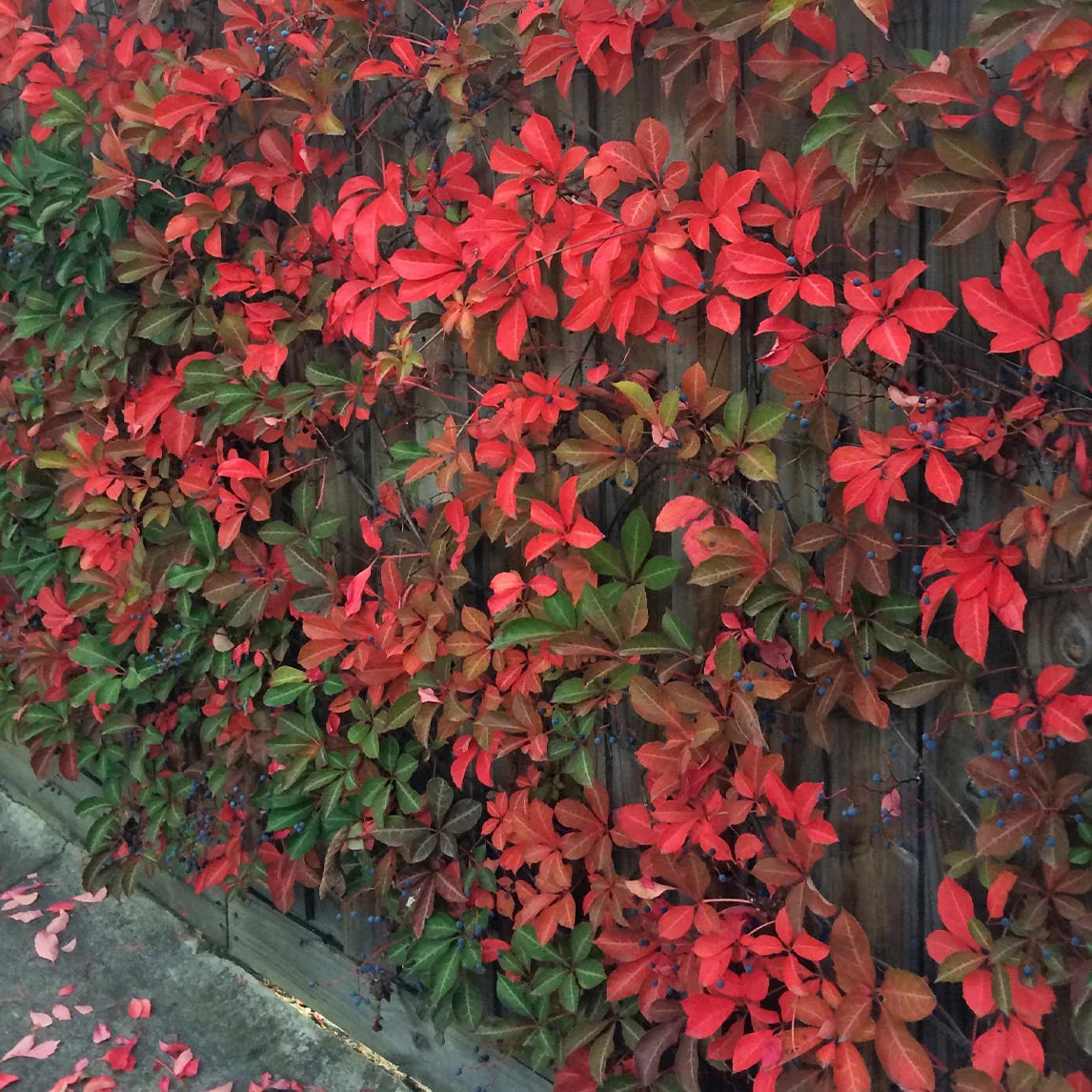 Parthenocissus Flower seeds for Planting Pollinator Friendly Heirloom & GMO Free Seeds for Home Garden
 
 Sale