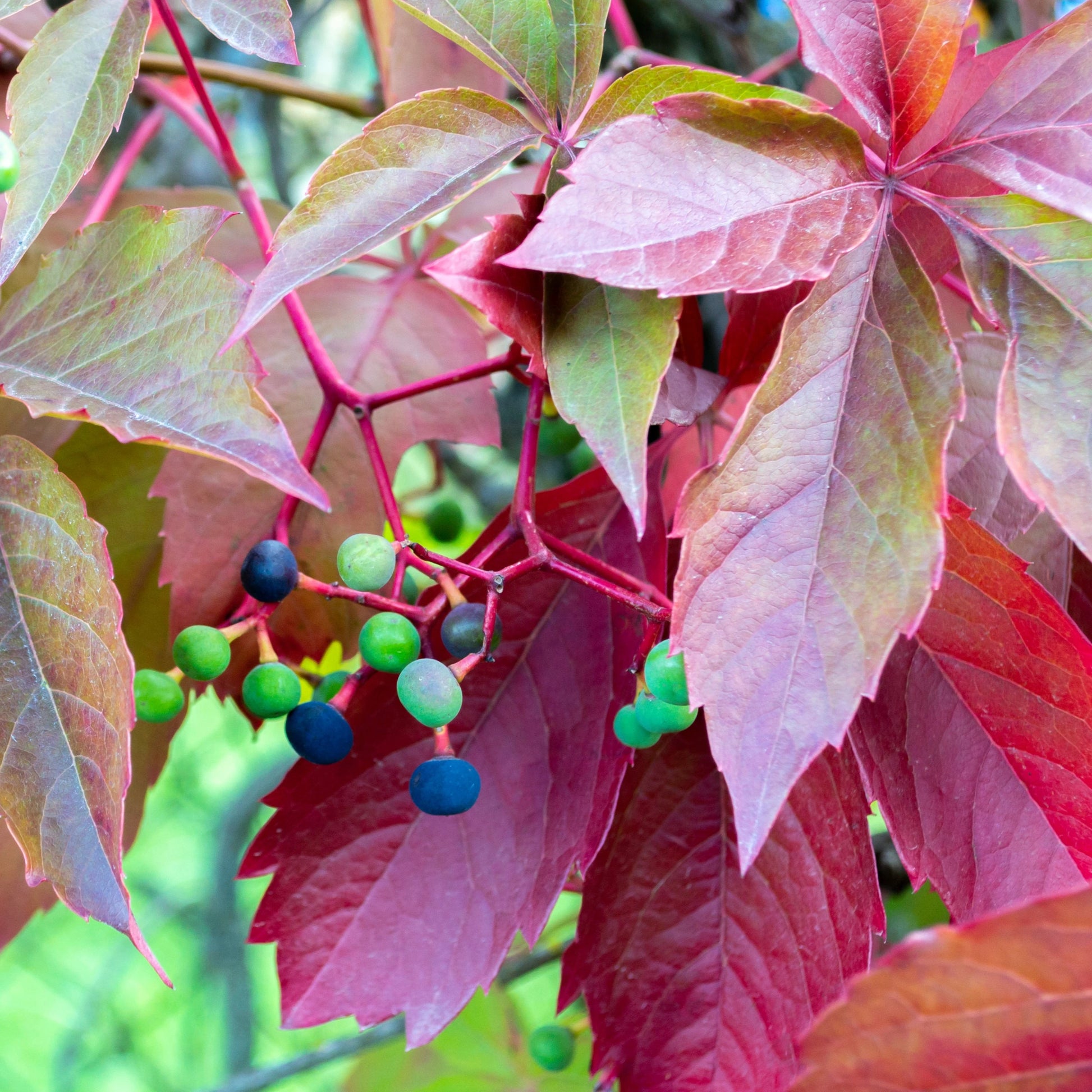 Parthenocissus Flower seeds for Planting Pollinator Friendly Heirloom & GMO Free Seeds for Home Garden
 
 Sale