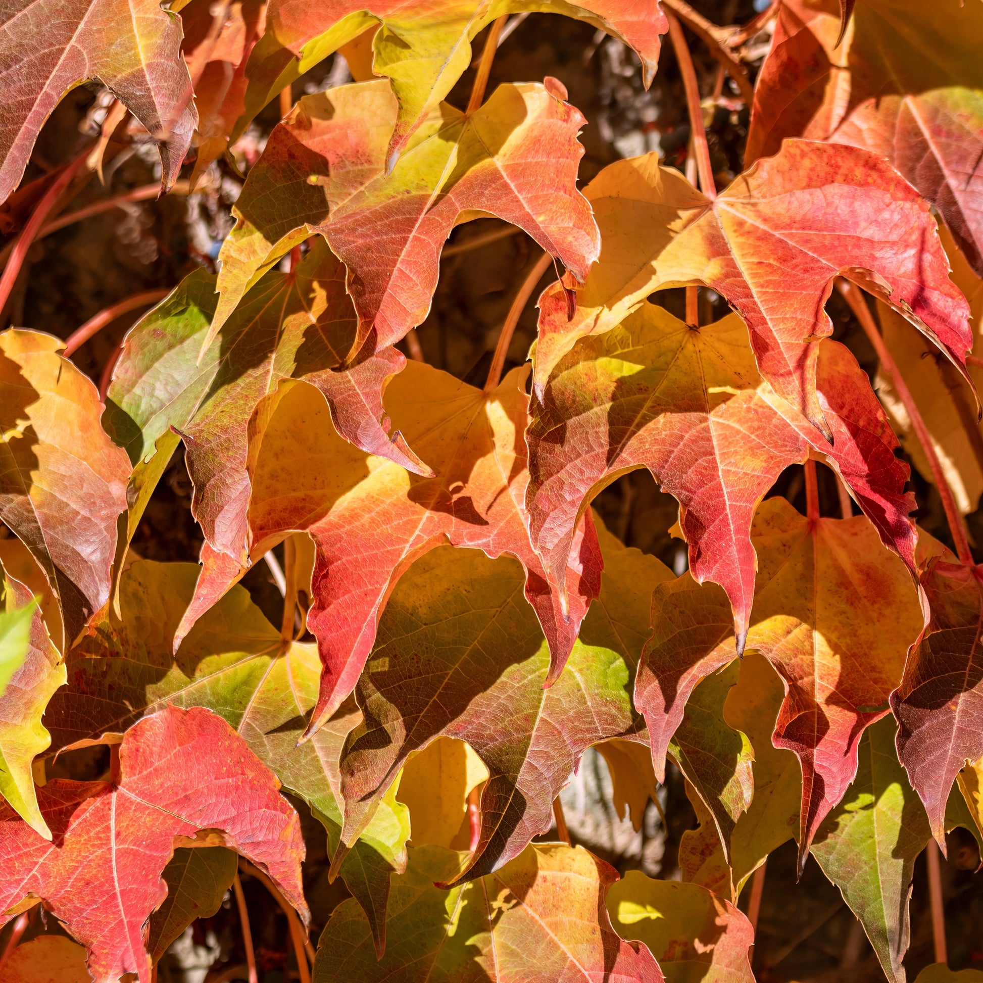 Yellow Red Boston Ivy Flower seeds for Planting - Shade Tolerant, Heirloom & GMO Free Seeds for Home Garden