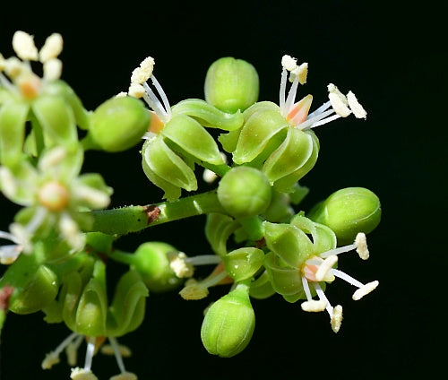 Parthenocissus Flower seeds for Planting Pollinator Friendly Heirloom & GMO Free Seeds for Home Garden
 
 Sale