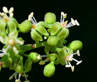 Parthenocissus Flower seeds for Planting Pollinator Friendly Heirloom & GMO Free Seeds for Home Garden
 
 Sale