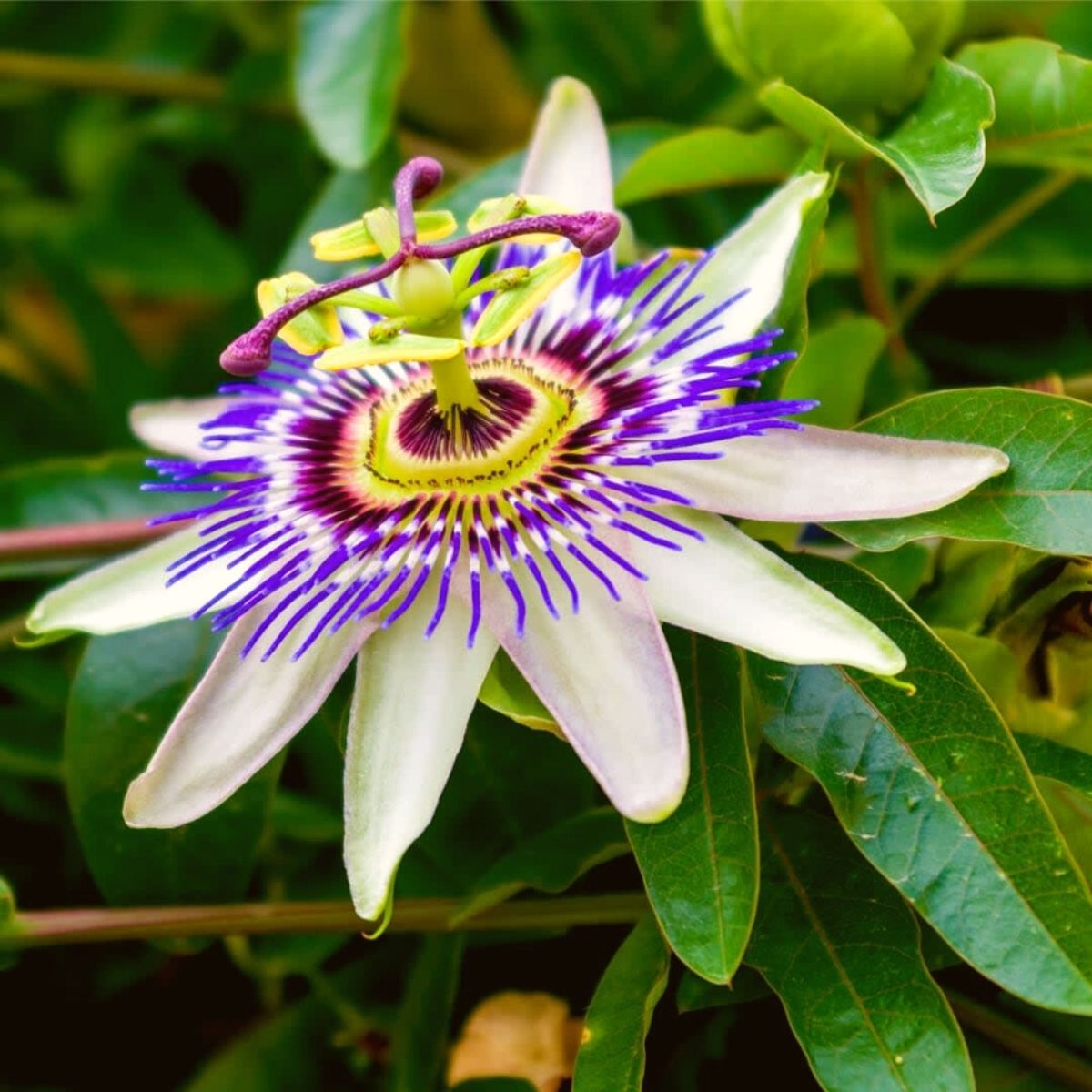Passion Flower seeds for Planting - Low Maintenance, Heirloom & GMO Free Seeds for Home Garden