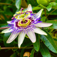 Passion Flower seeds for Planting - Low Maintenance, Heirloom & GMO Free Seeds for Home Garden
