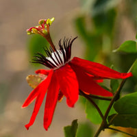 Passione Flower seeds for Planting Shade Tolerant Heirloom & GMO Free Seeds for Home Garden