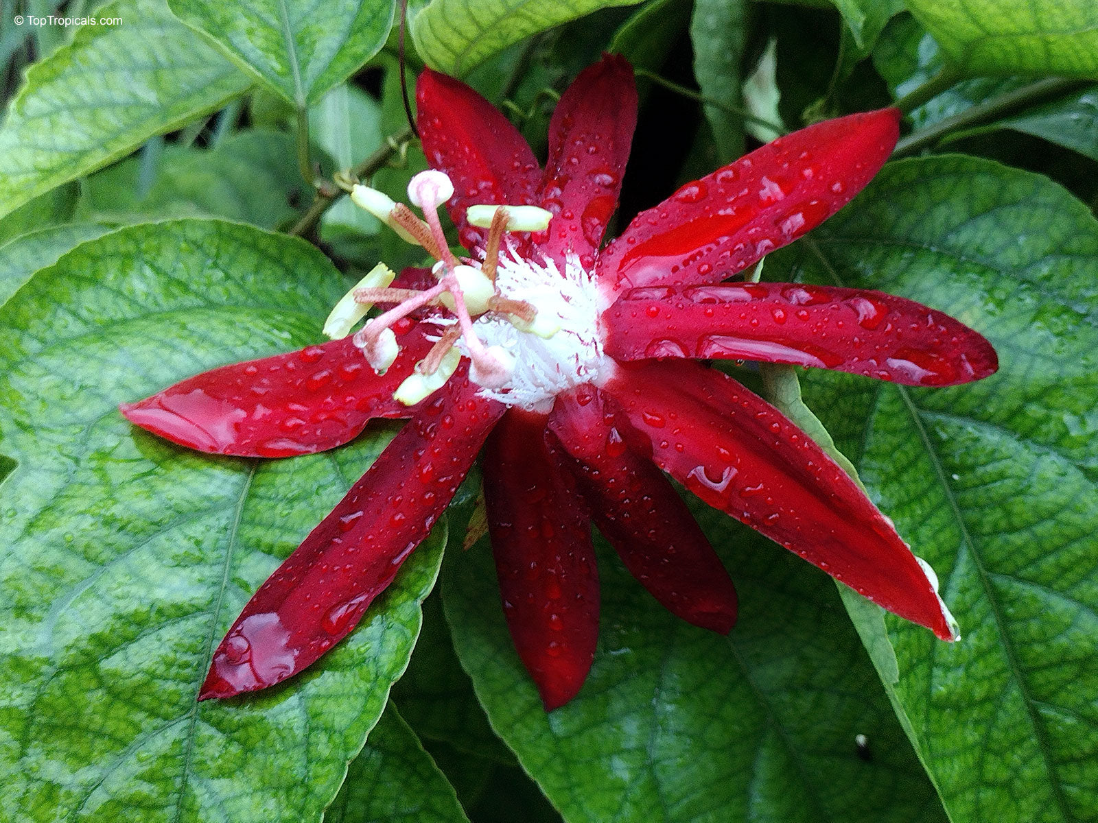Red Passiflora Alata Flower seeds for Planting - Premium Quality, Heirloom & GMO Free Seeds for Home Garden
