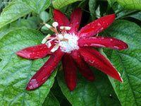 Red Passiflora Alata Flower seeds for Planting - Premium Quality, Heirloom & GMO Free Seeds for Home Garden