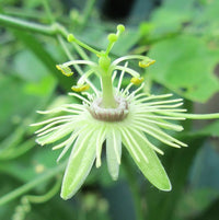 Yellow Passion Flower seeds for Planting - Perfect for Borders, Heirloom & GMO Free Seeds for Home Garden