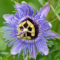Mixed Colour Passion Flower Seeds for Planting Hardy Variety Heirloom & GMO Free Seeds for Home Garden
 
 Sale